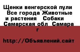 Щенки венгерской пули - Все города Животные и растения » Собаки   . Самарская обл.,Самара г.